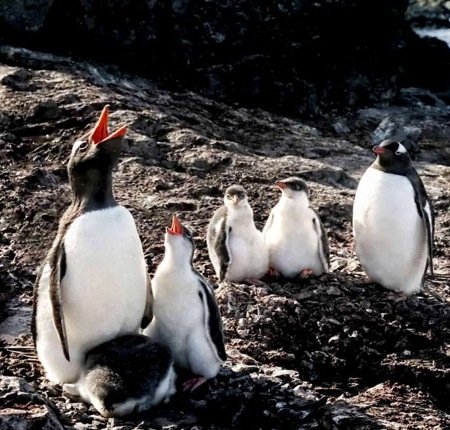 Pinguini minacciati dal riscaldamento globale: previsioni pessimistiche