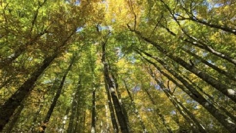 Aumentano le zone boschive in Italia: significa meno emissioni di Co2