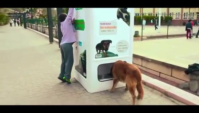 Riciclare plastica per sfamare i cani abbandonati [Foto e Video]