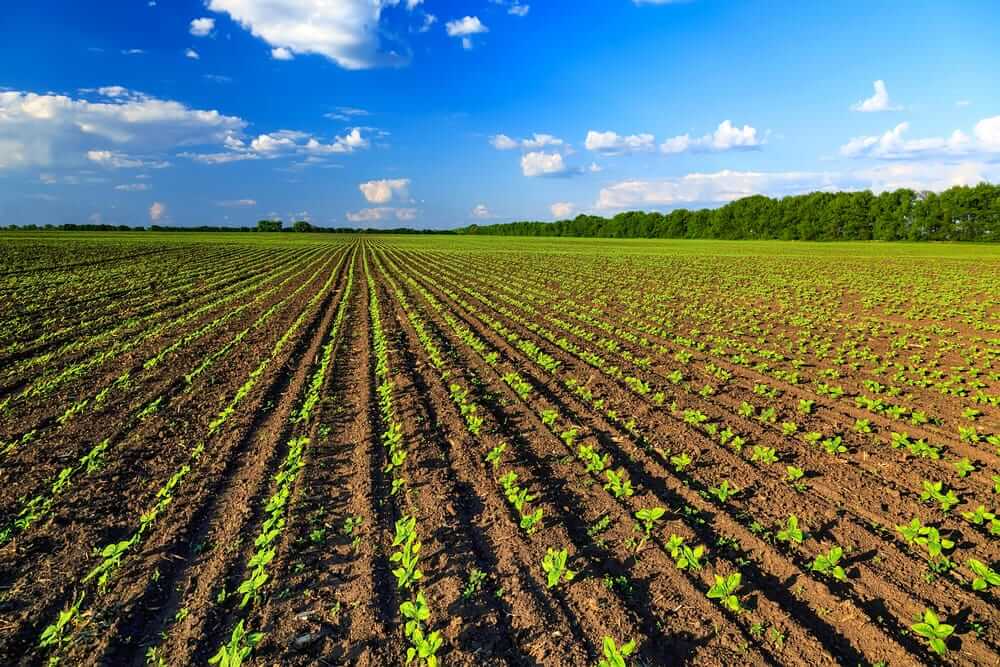Algoflash Monodose Rivitalizzante Per Piante Verdi E Fiorite - 5 Dosi Da 30 Ml - Utilizzabile In Agricoltura Biologica