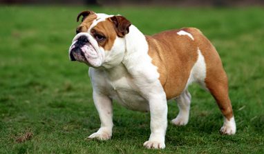 Bulldog inglesi e francesi: le caratteristiche di questi cani